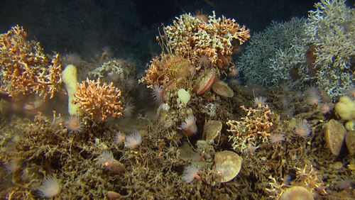 Ny metode overvåker koraller